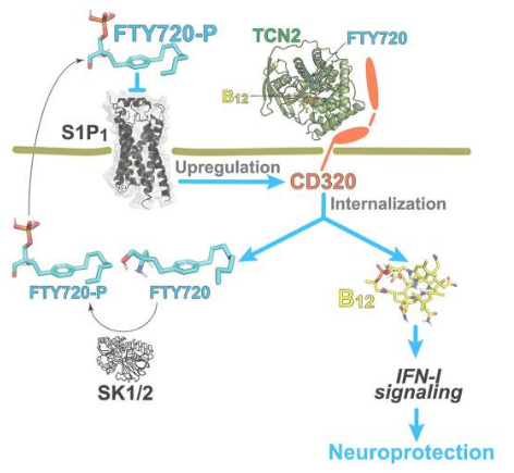 Cell Rep：科学家揭示维生素B12缺乏症和人类多发性硬化症的相似性