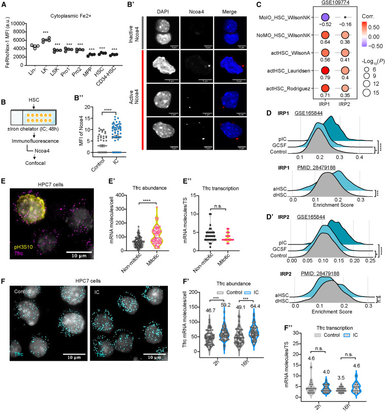 Cell Stem Cell：铁流变器控制造血干细胞的命运