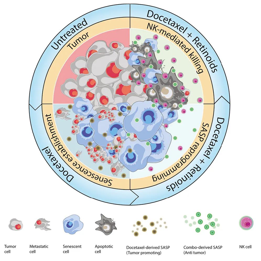 Cancer Cell：激活维A酸受体，可重编程衰老反应，增强NK细胞抗肿瘤活性